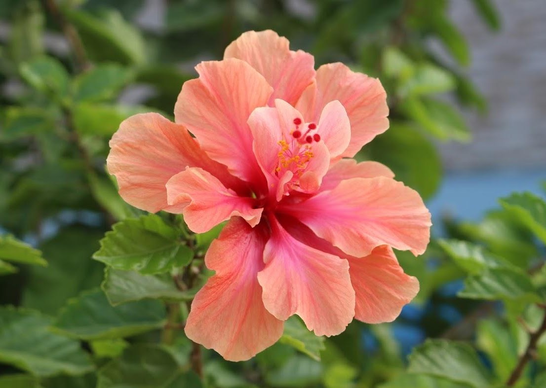 Flower1