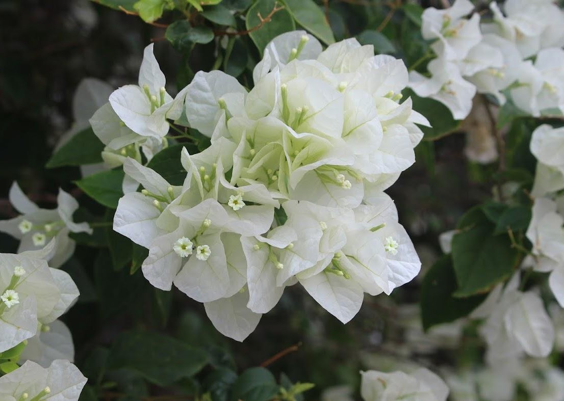 Flower2