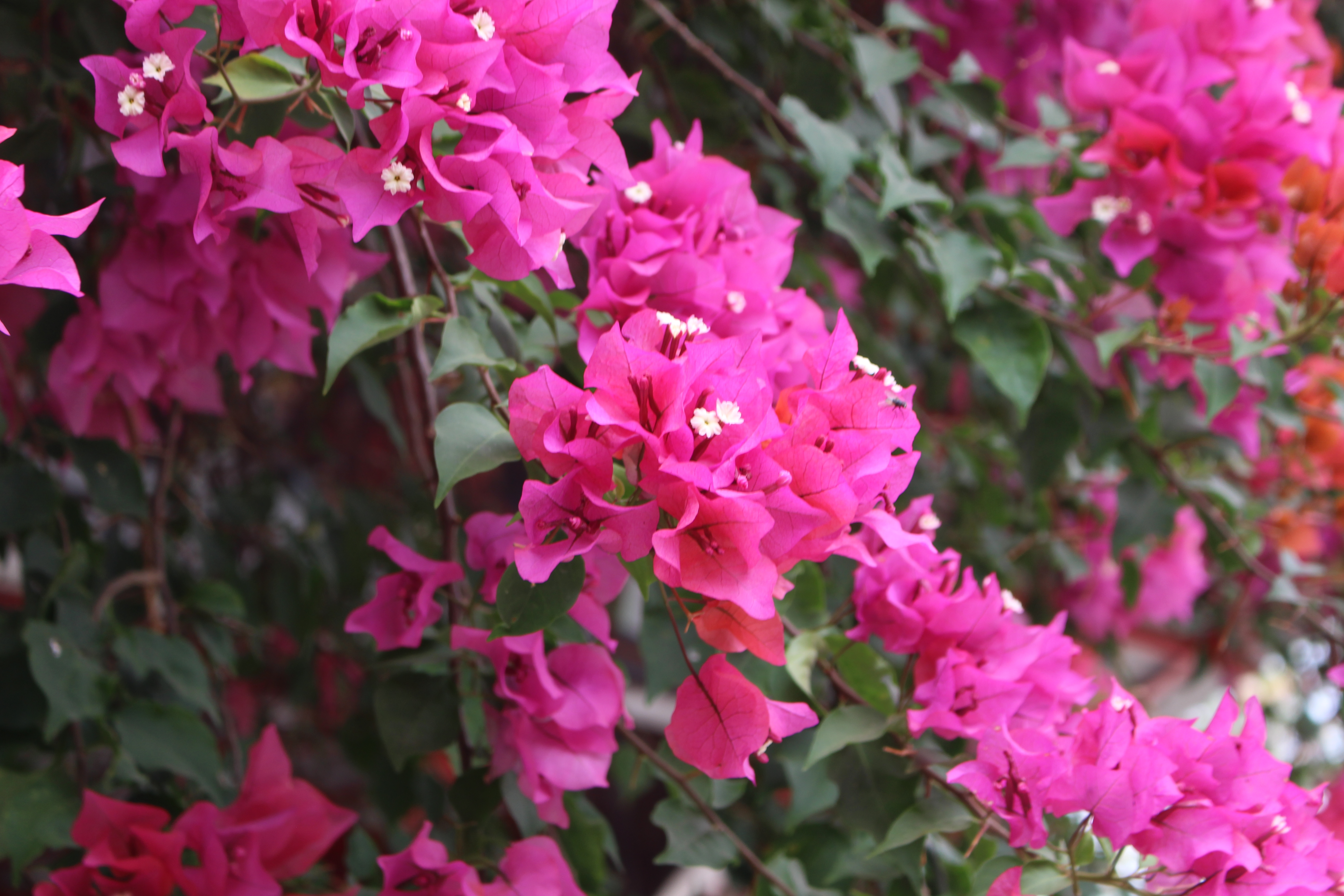 Flower3