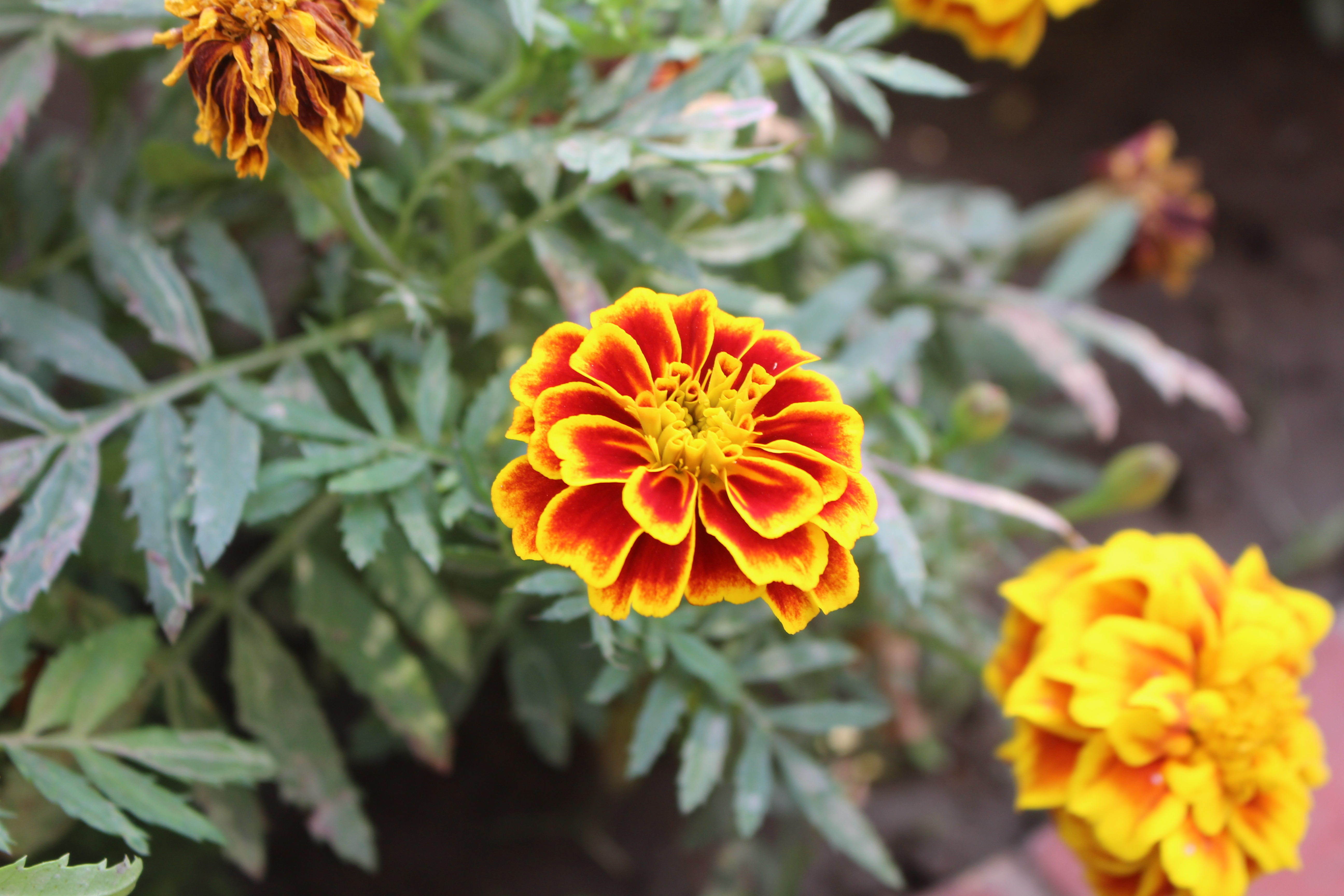 Flower4